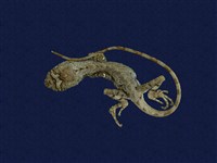 藏品(斯文豪氏攀蜥)的圖片